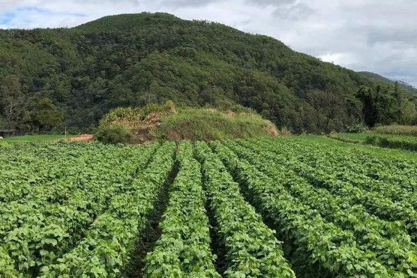 种植业怎么样？