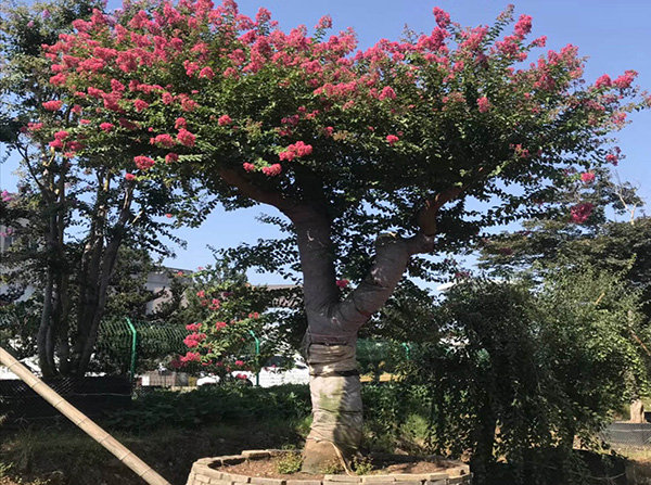 花木的主要分类有哪些？