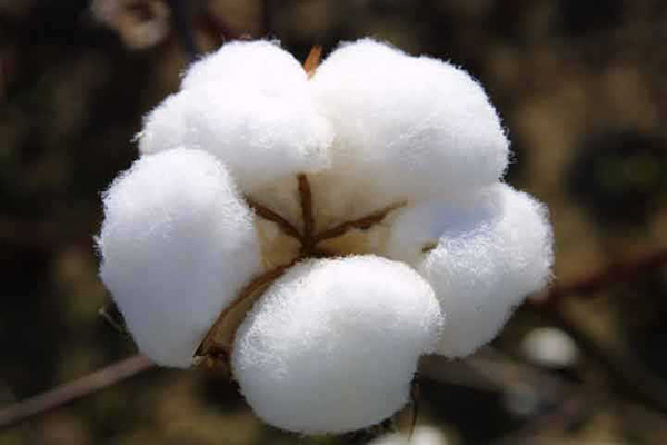棉花都有哪些用途？分几类品种？